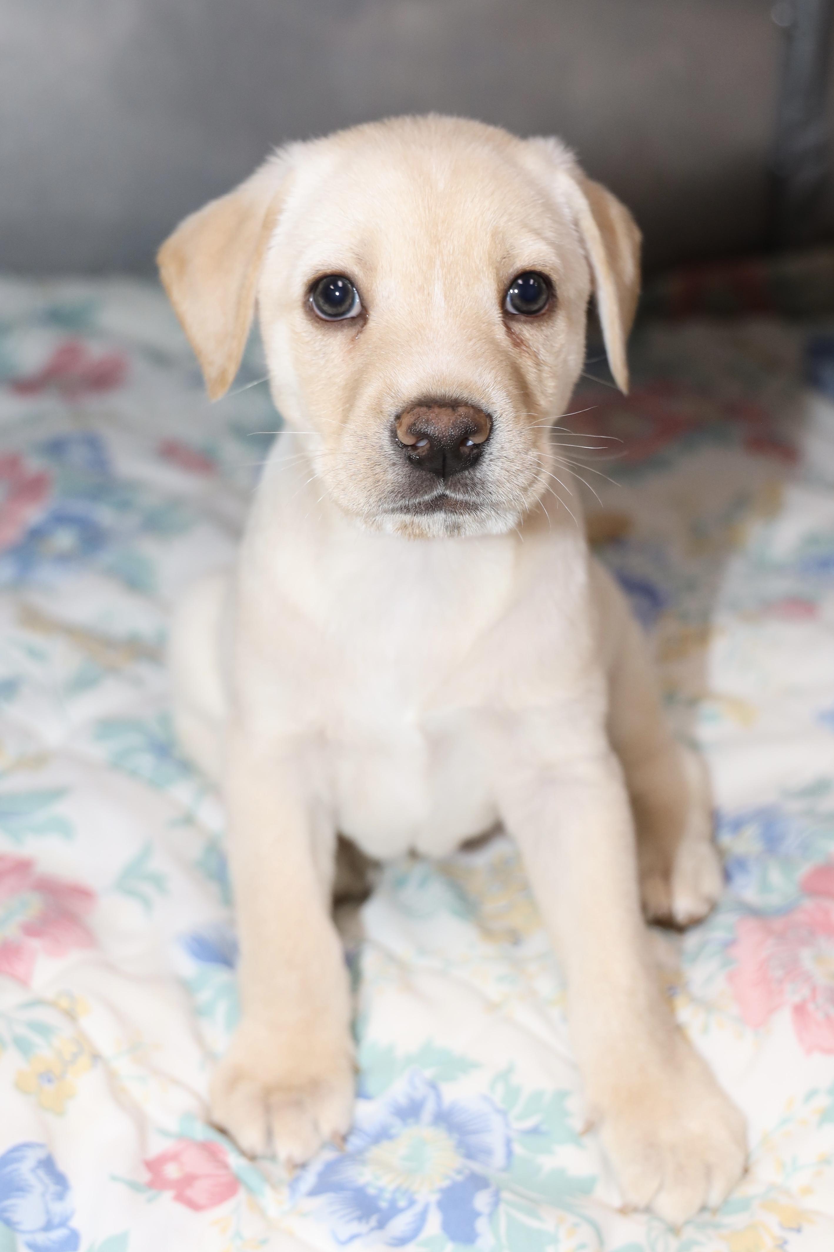 Enlarge Croissant, an adopted mixed breed in Allegan, MI image 3/6