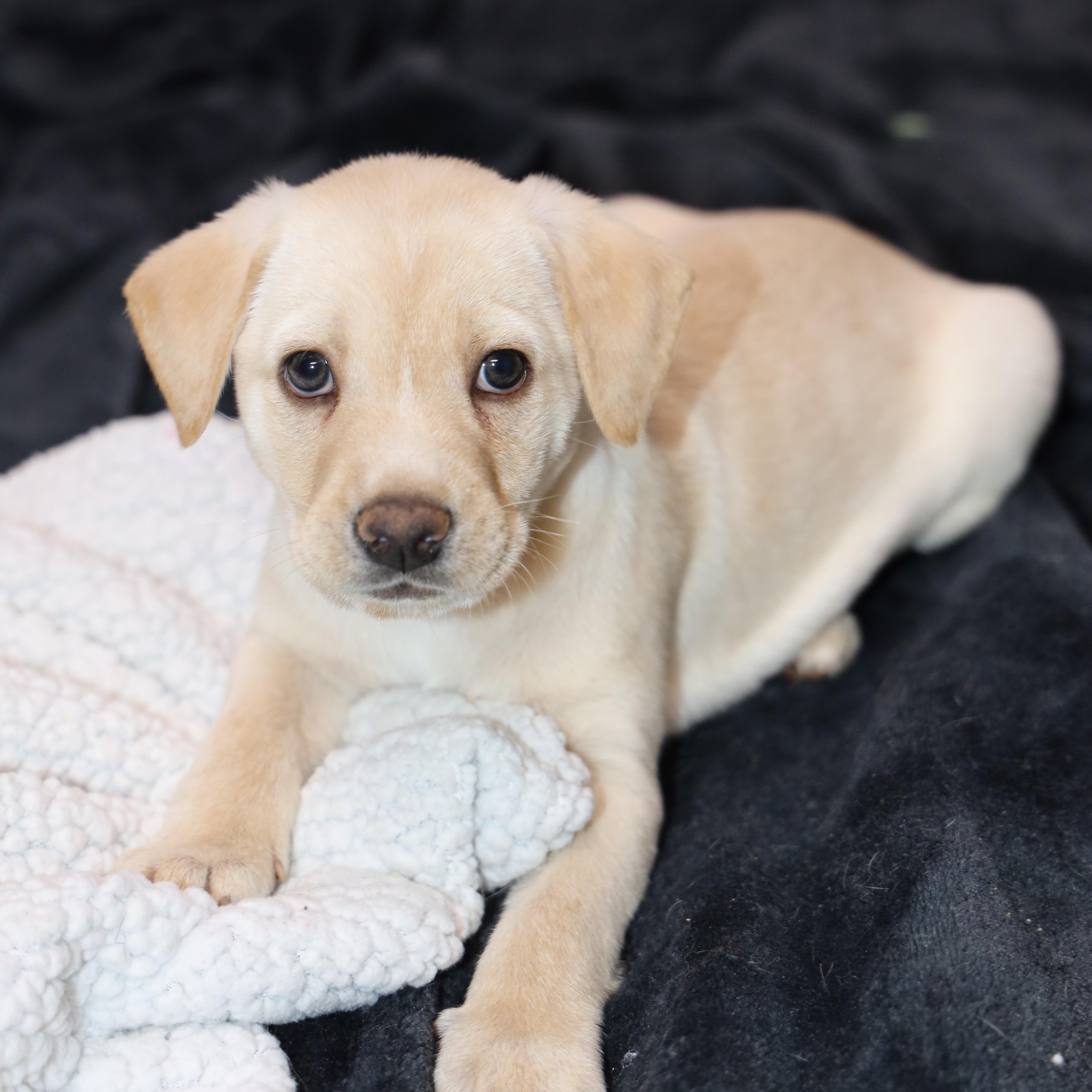 Croissant, adopted, Puppy Male Labrador Retriever.