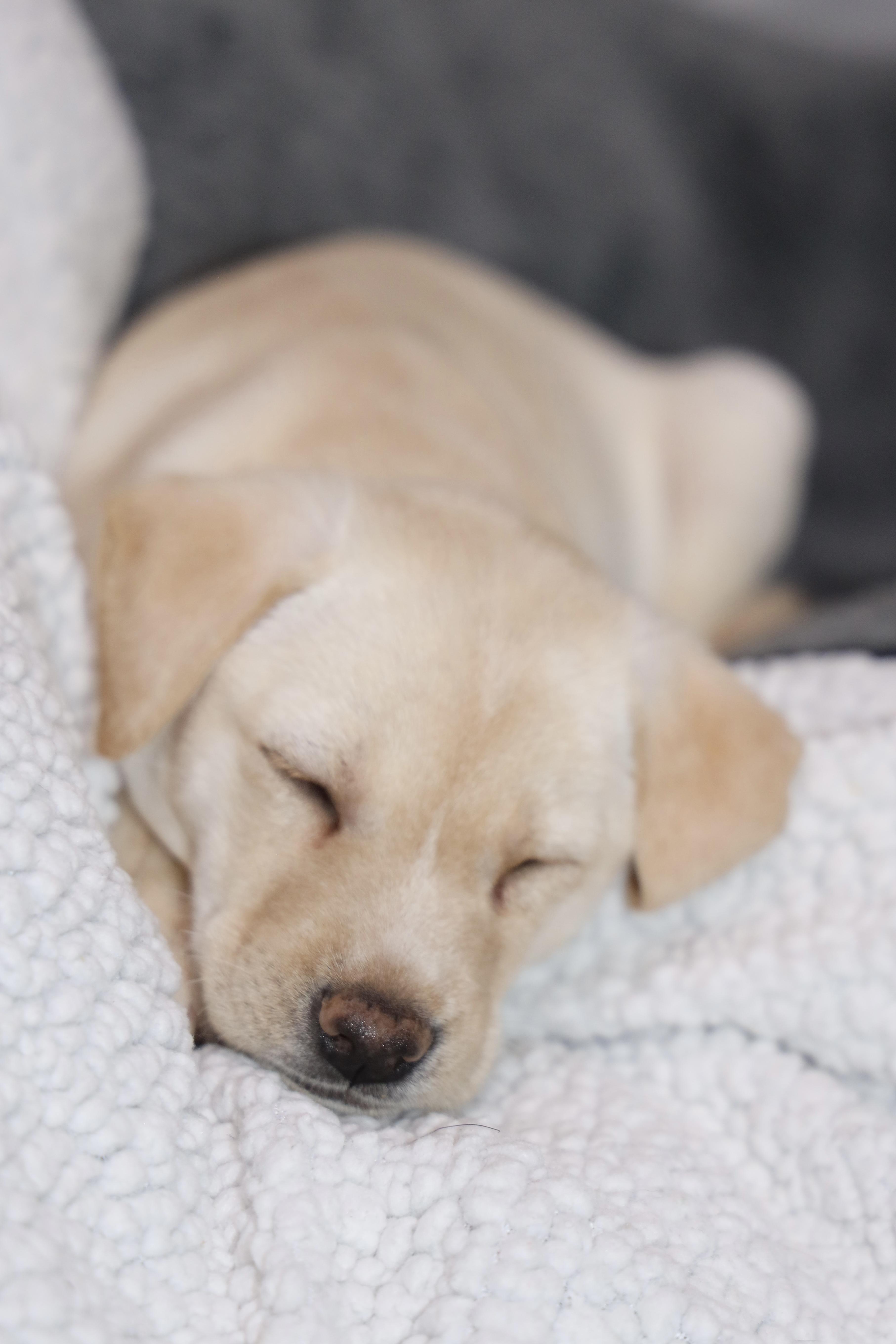 Enlarge Croissant, an adopted mixed breed in Allegan, MI image 4/6