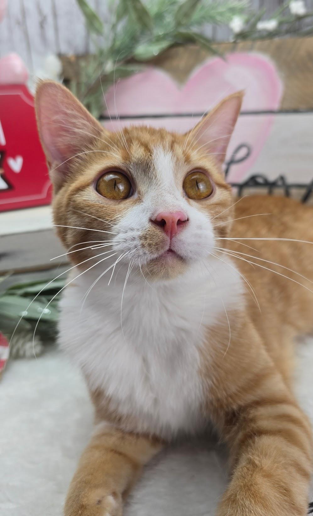 Enlarge Wesson, a Adoptable Domestic Short Hair in Rocky Hill, CT image 6/6