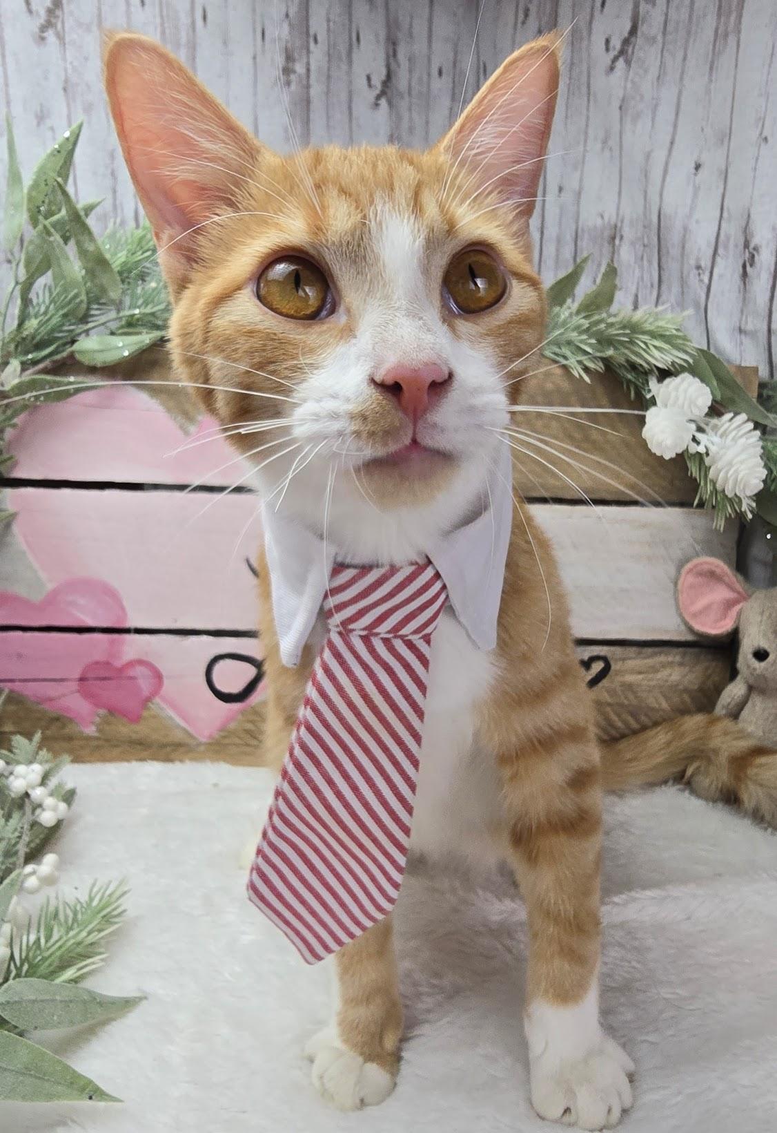 Enlarge Wesson, a Adoptable Domestic Short Hair in Rocky Hill, CT image 4/6