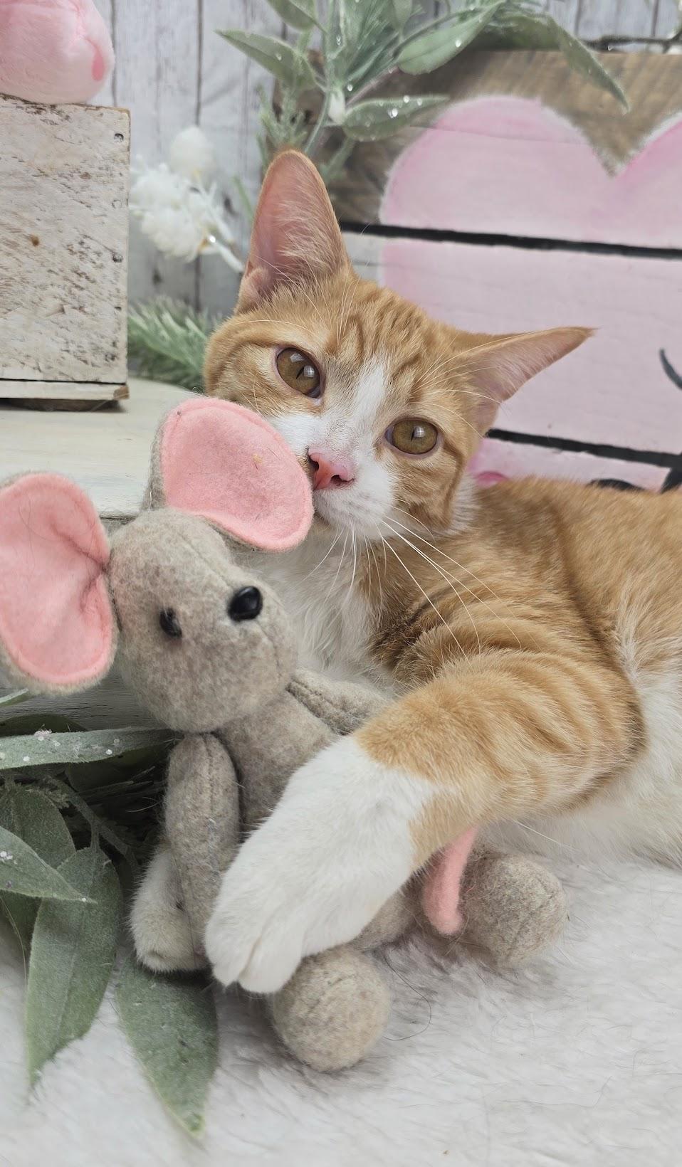 Enlarge Wesson, a Adoptable Domestic Short Hair in Rocky Hill, CT image 2/6