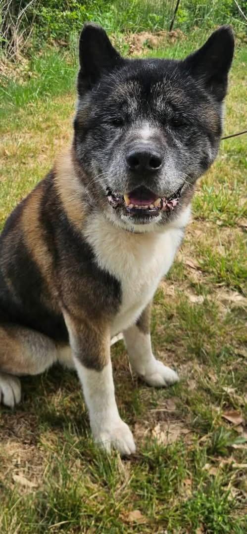 Coda, a Adoptable Akita in Mooresville, NC image 2/3