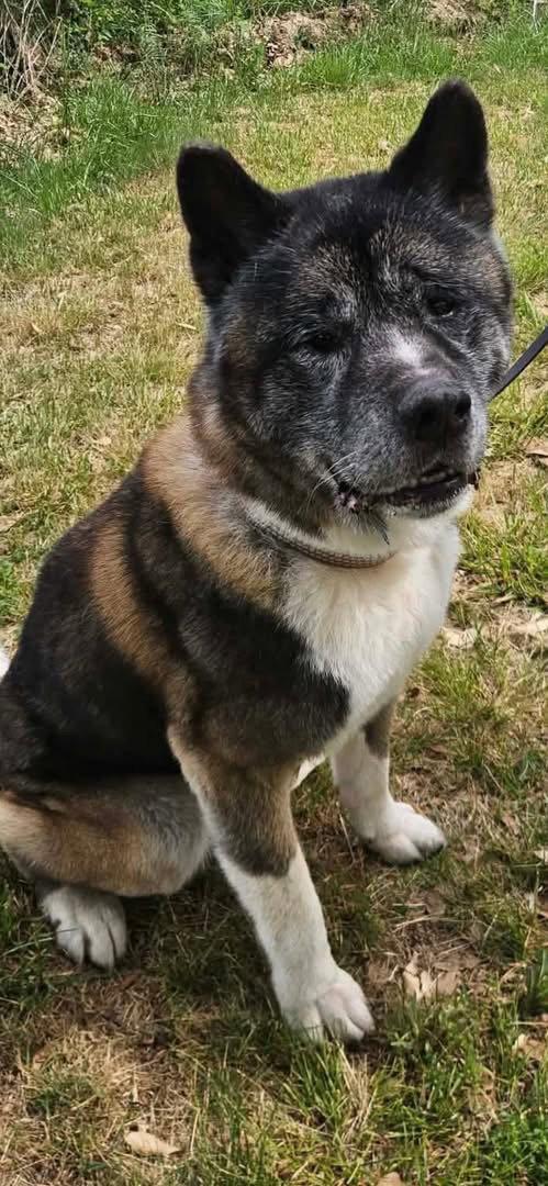 Coda, a Adoptable Akita in Mooresville, NC image 3/3