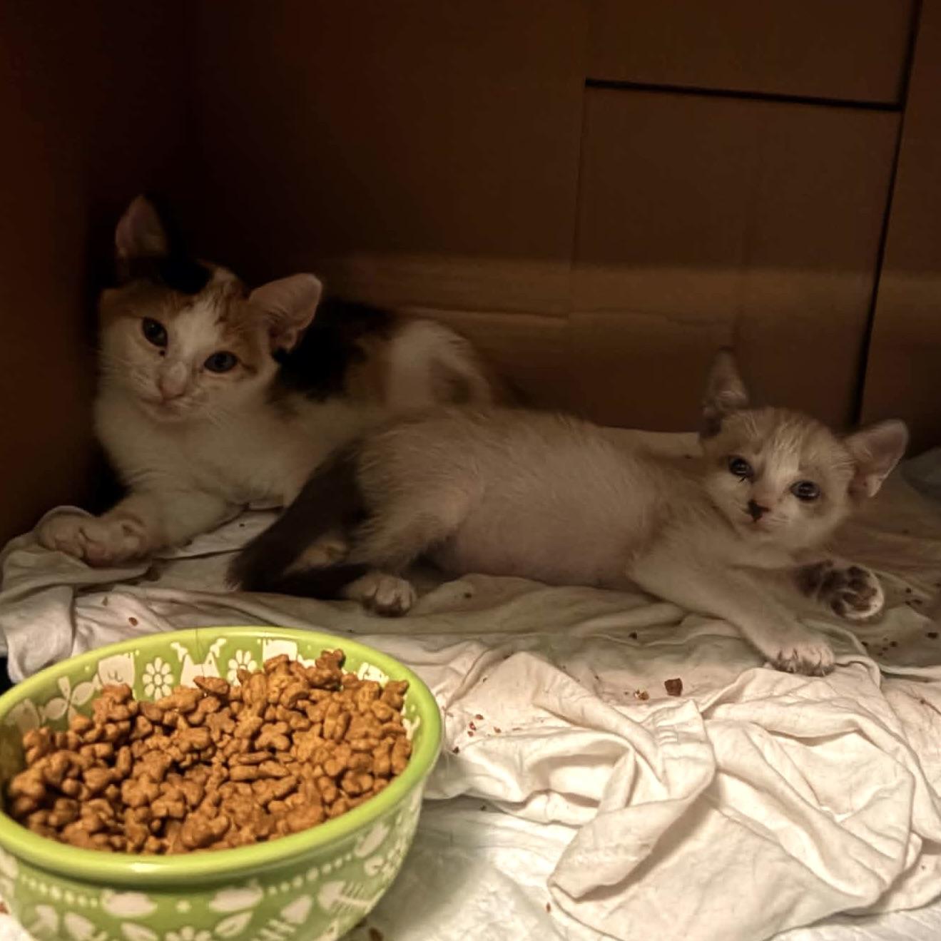 Enlarge Piper & Eggs, a Adoptable mixed breed in Latham, NY image 4/6