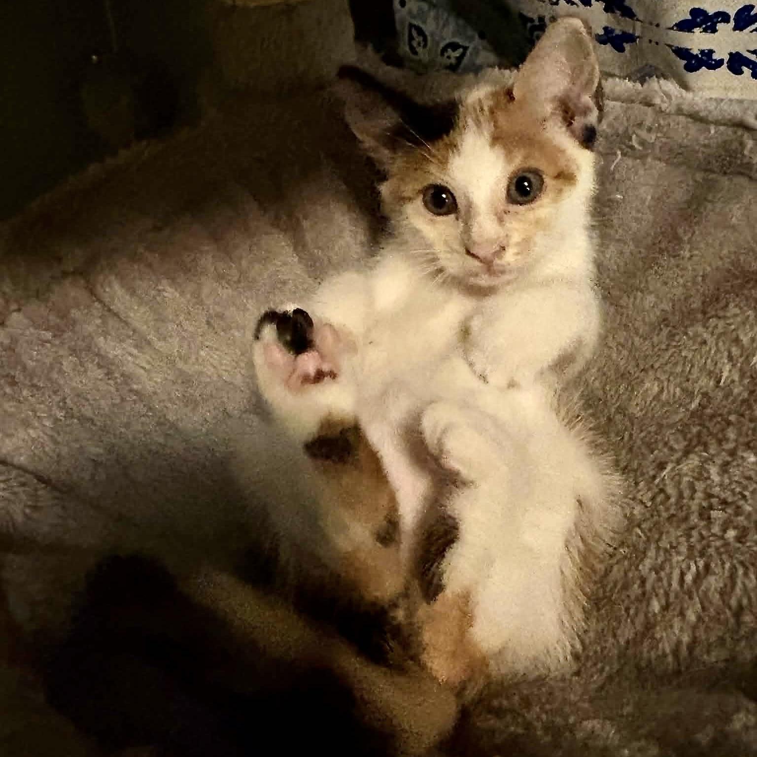Enlarge Piper & Eggs, a Adoptable mixed breed in Latham, NY image 5/6