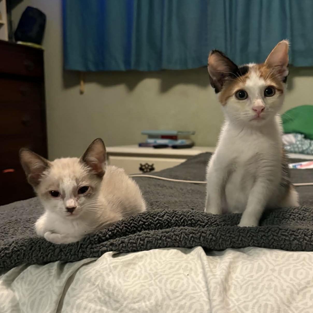 Piper & Eggs, Adoptable, Kitten Female Siamese & Domestic Short Hair.