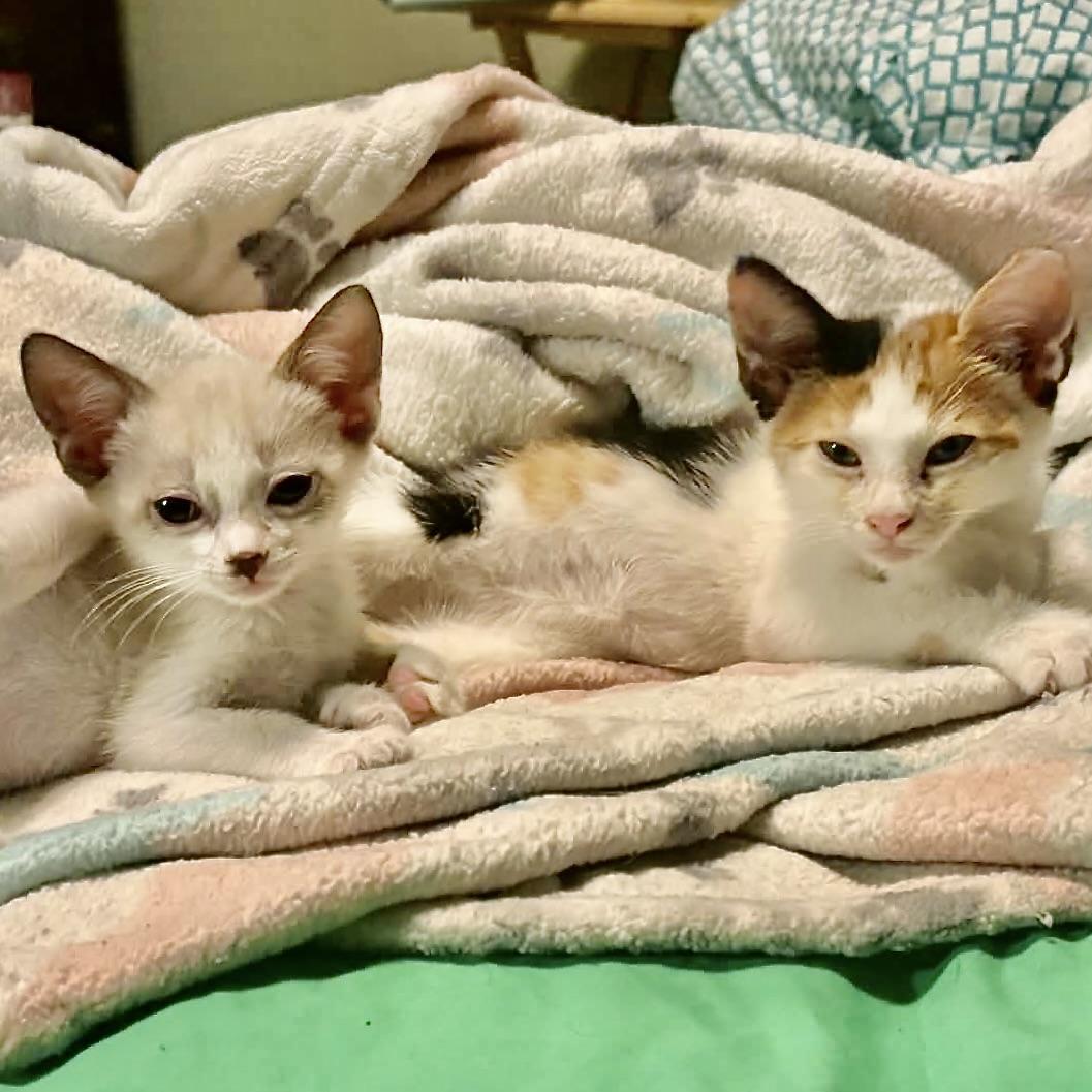 Enlarge Piper & Eggs, a Adoptable mixed breed in Latham, NY image 6/6