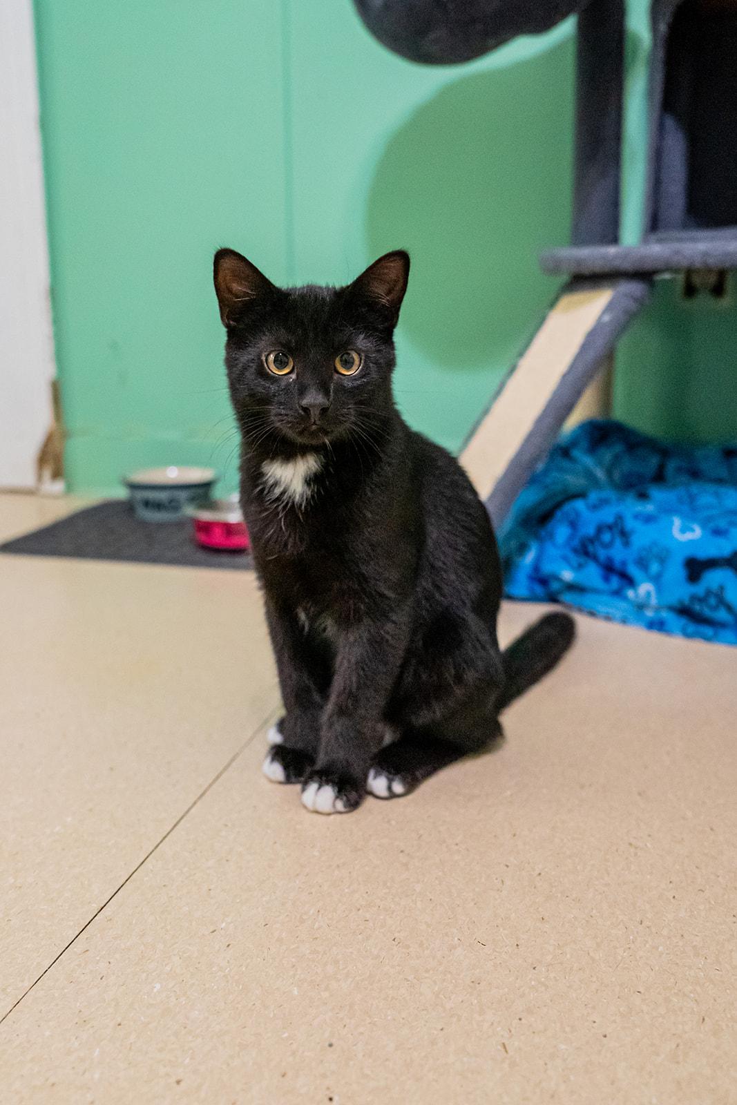 Enlarge Bentley, a ADOPTABLE Domestic Short Hair in Dellslow, WV image 4/6