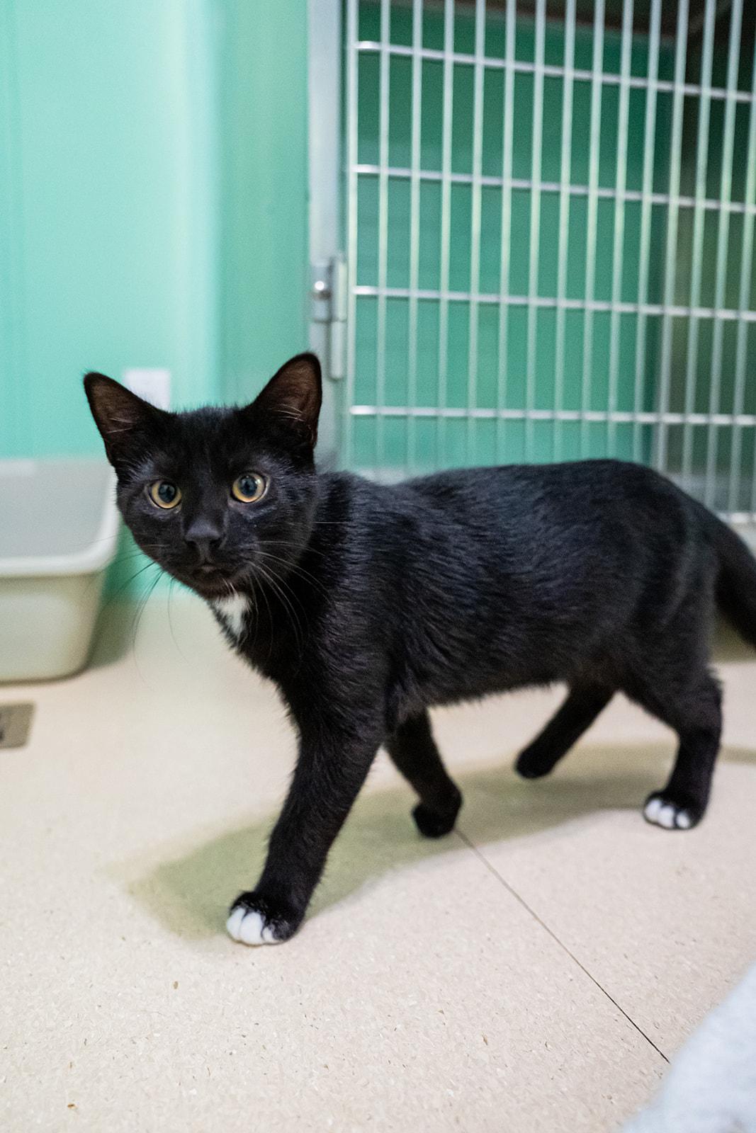 Enlarge Bentley, a ADOPTABLE Domestic Short Hair in Dellslow, WV image 3/6