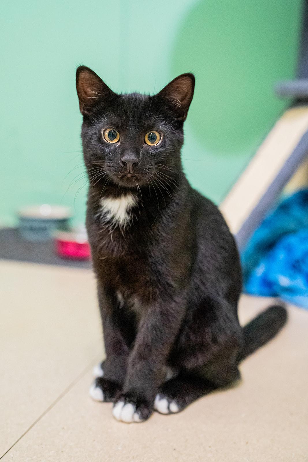 Enlarge Bentley, a ADOPTABLE Domestic Short Hair in Dellslow, WV image 5/6