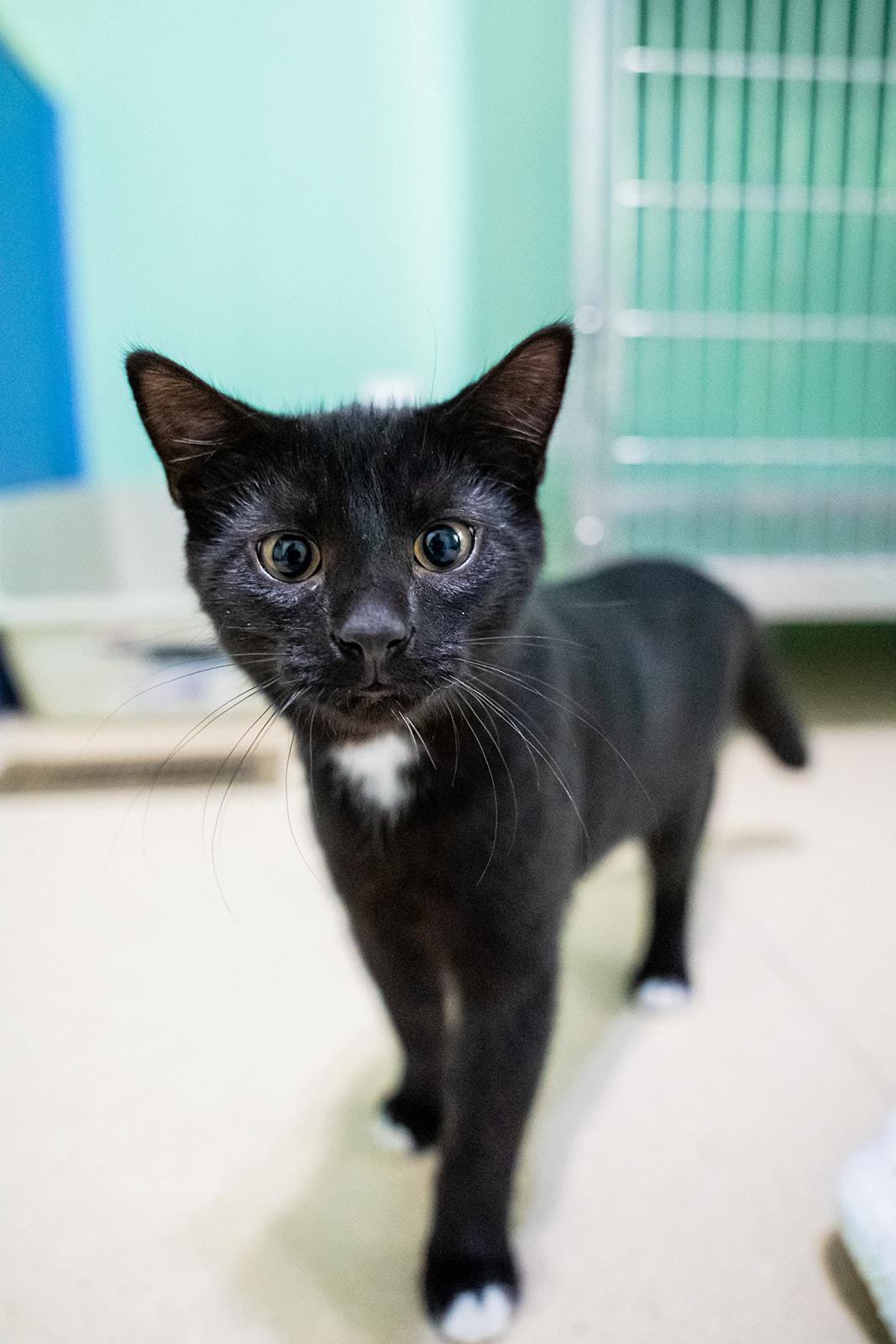 Bentley, ADOPTABLE, Kitten Male Domestic Short Hair.