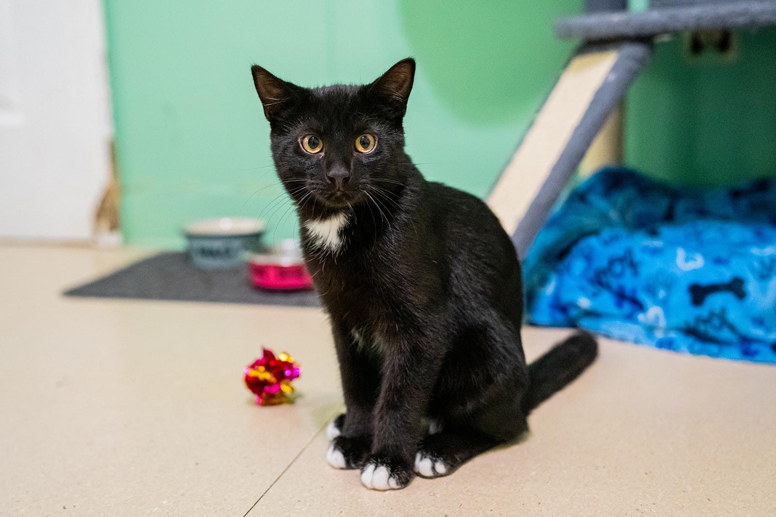 Enlarge Bentley, a ADOPTABLE Domestic Short Hair in Dellslow, WV image 6/6