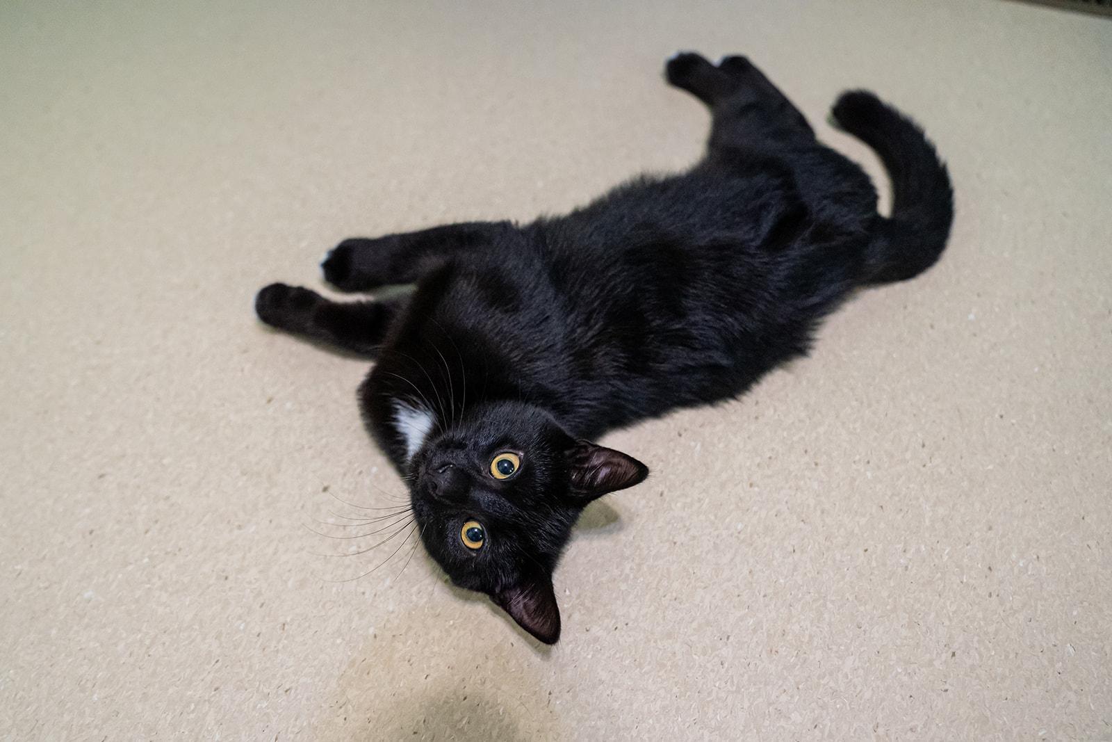 Enlarge Bentley, a ADOPTABLE Domestic Short Hair in Dellslow, WV image 2/6