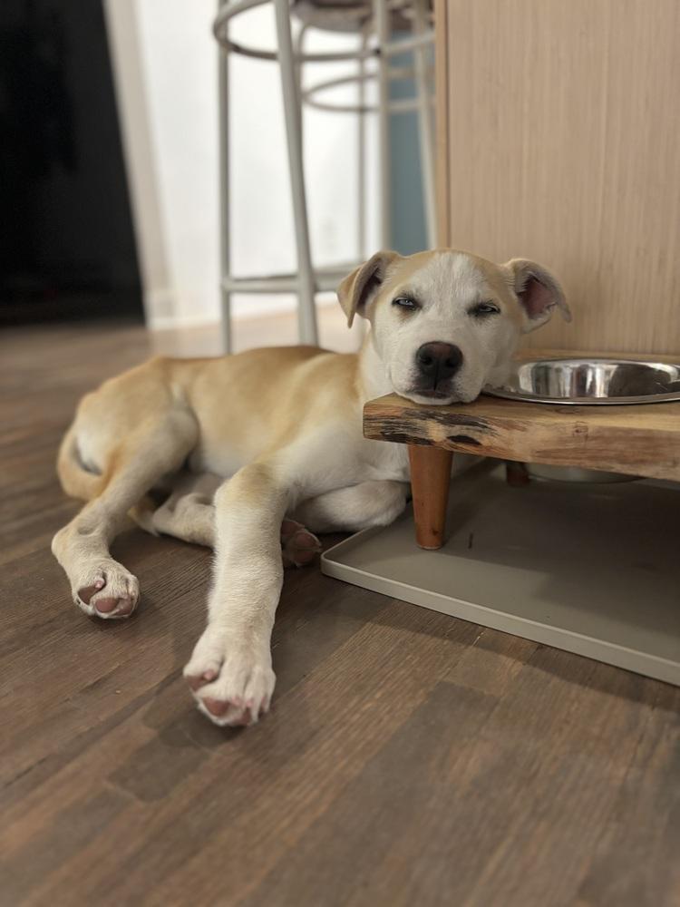 Rosie, Adoptable, Puppy Female Husky.