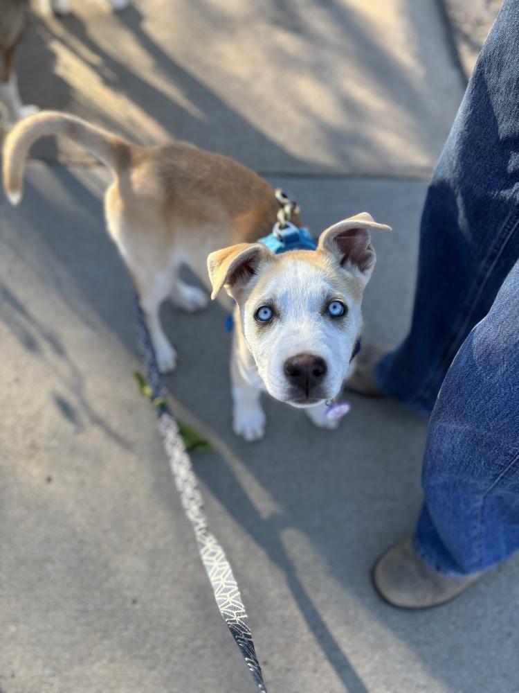 Rosie, a Adoptable Husky in Denver, CO image 2/5