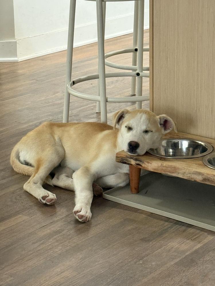 Rosie, a Adoptable Husky in Denver, CO image 3/5