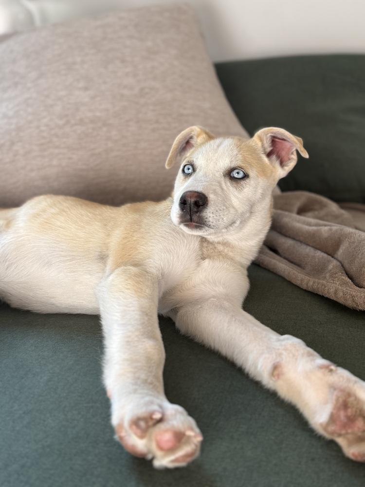 Rosie, a Adoptable Husky in Denver, CO image 4/5