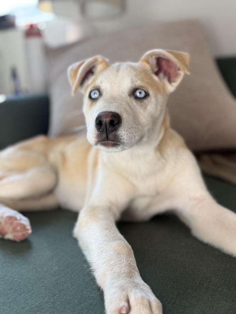 Rosie, a Adoptable Husky in Denver, CO image 5/5