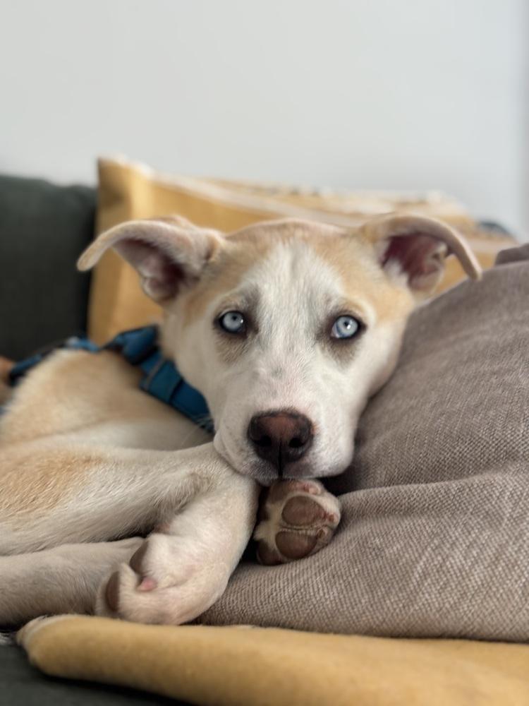 Enlarge Rosie, a Adoptable Husky in Denver, CO image 3/6