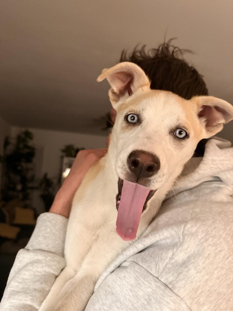 Enlarge Rosie, a Adoptable Husky in Denver, CO image 4/6