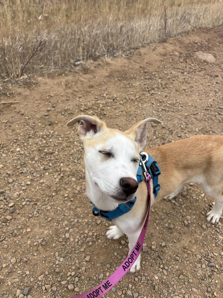 Enlarge Rosie, a Adoptable Husky in Denver, CO image 5/6