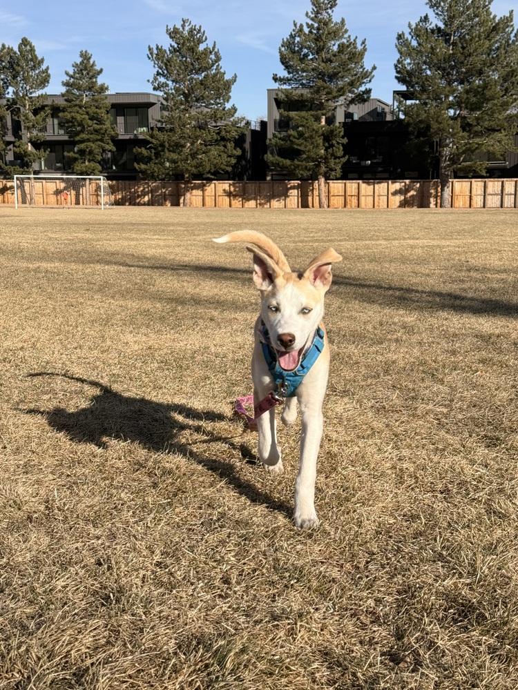 Enlarge Rosie, a Adoptable Husky in Denver, CO image 6/6