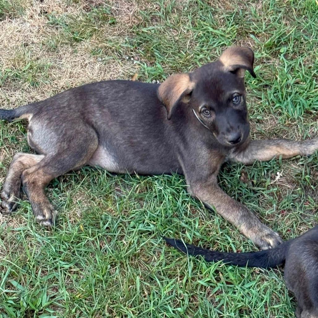 Arugala, Adoptable, Puppy Male German Shepherd Dog & Mixed Breed.