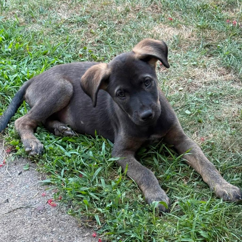 Enlarge Arugala, a Adoptable mixed breed in Tomah, WI image 2/4