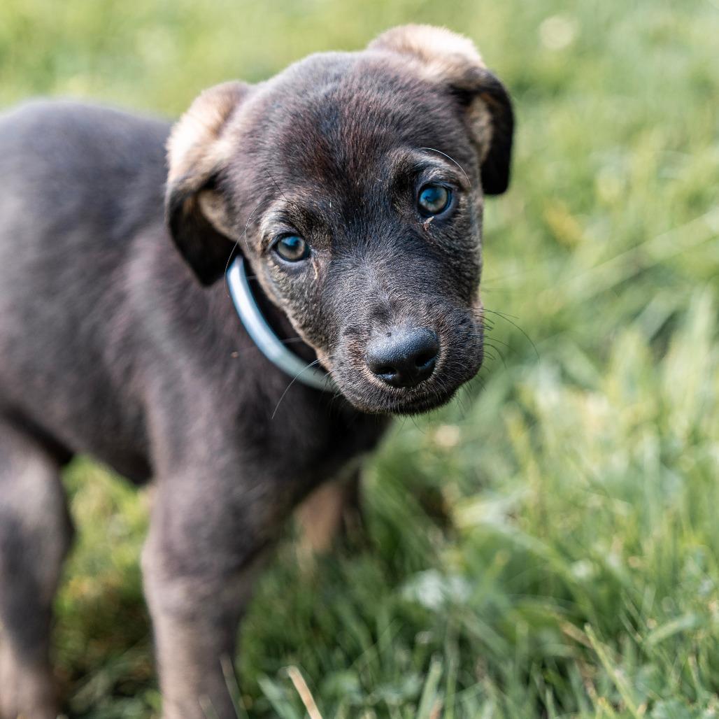 Enlarge Arugala, a Adoptable mixed breed in Tomah, WI image 3/4