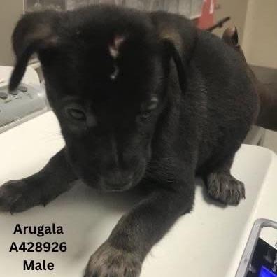Enlarge Arugala, a Adoptable mixed breed in Tomah, WI image 4/4