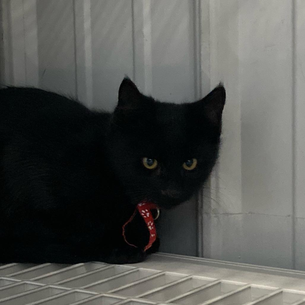 Licorice, Adoptable, Kitten Male Domestic Short Hair.