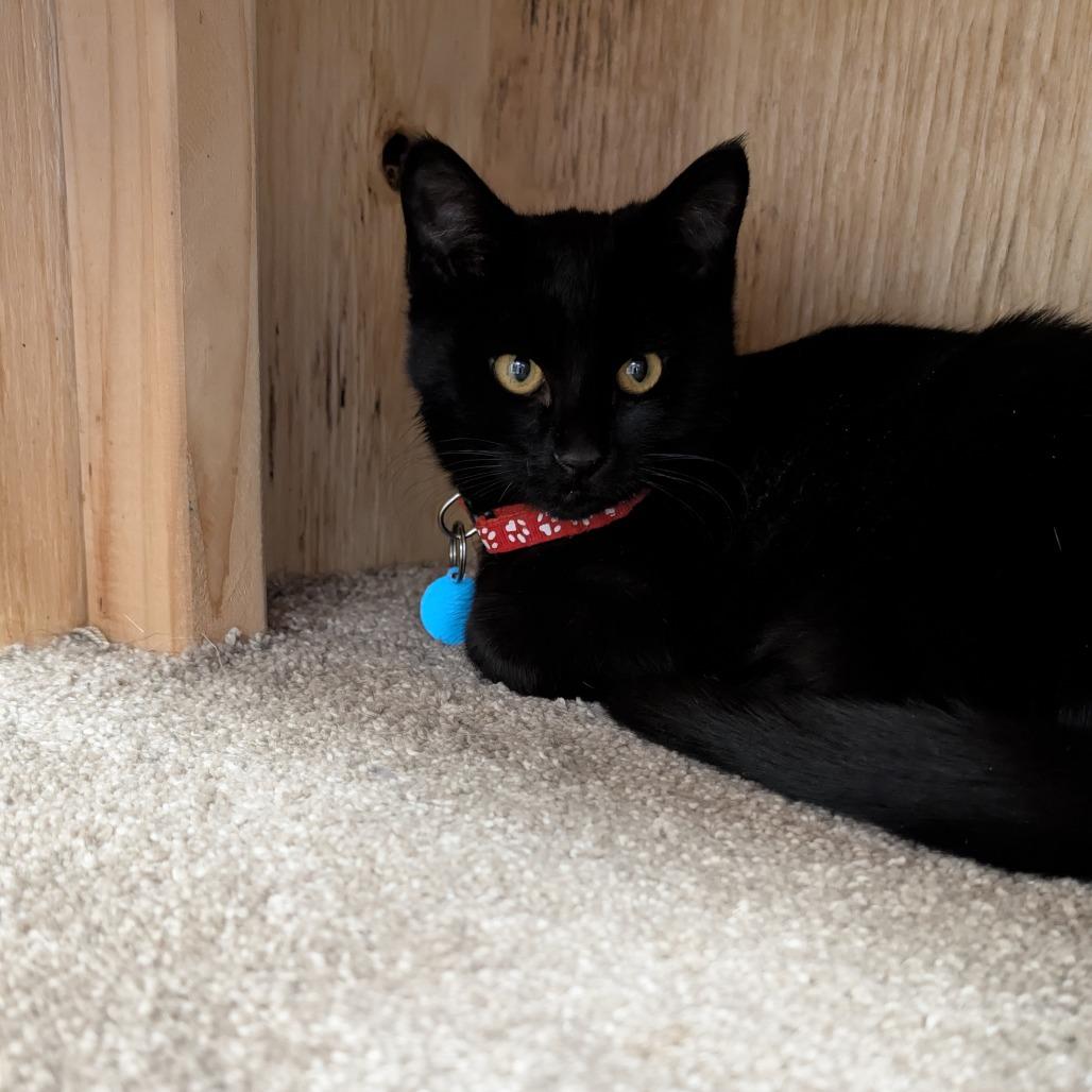 Enlarge Licorice, a Adoptable Domestic Short Hair in Buffalo, WY image 2/2