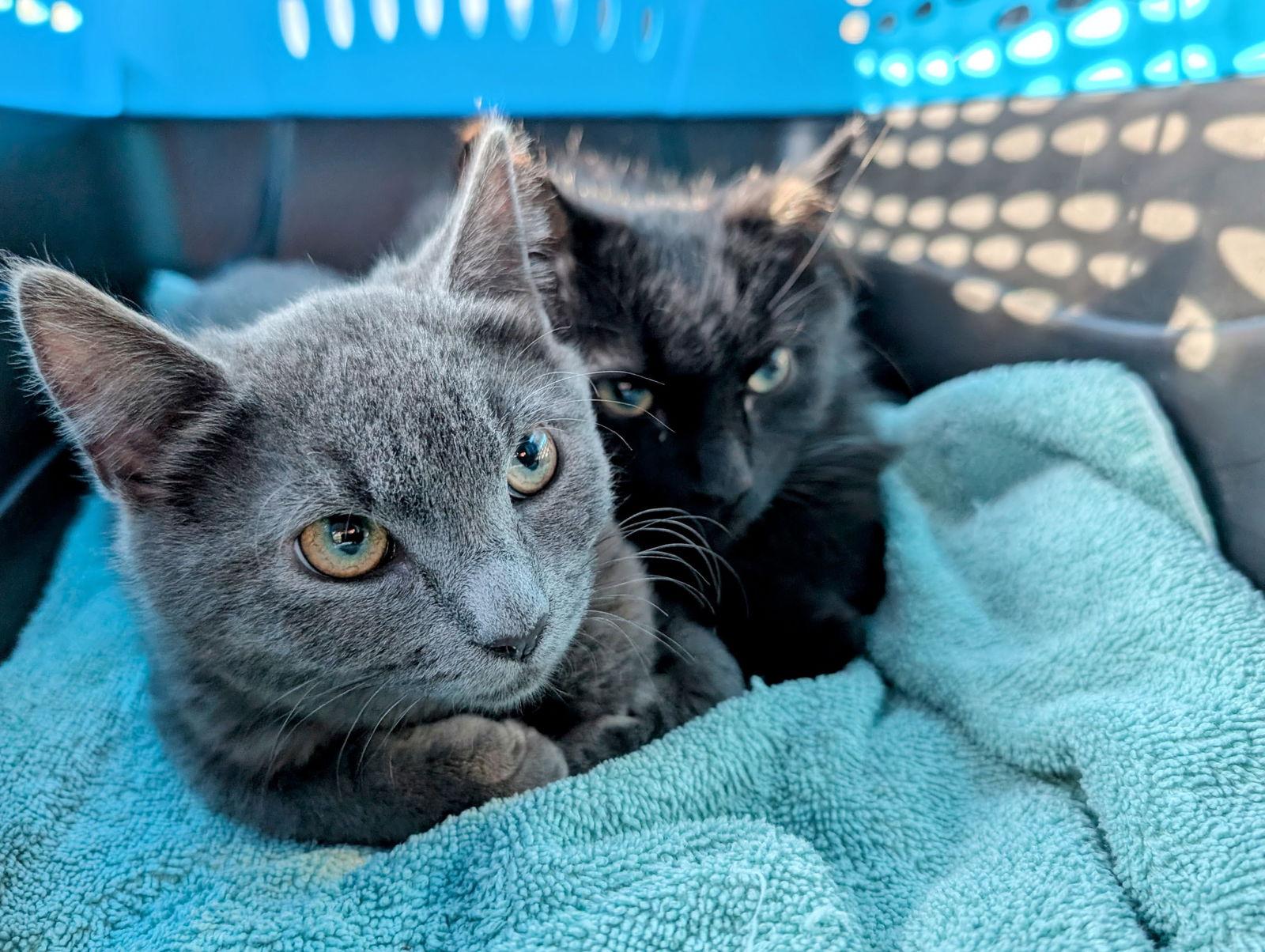 Darcy, Adoptable, Kitten Female Domestic Short Hair.