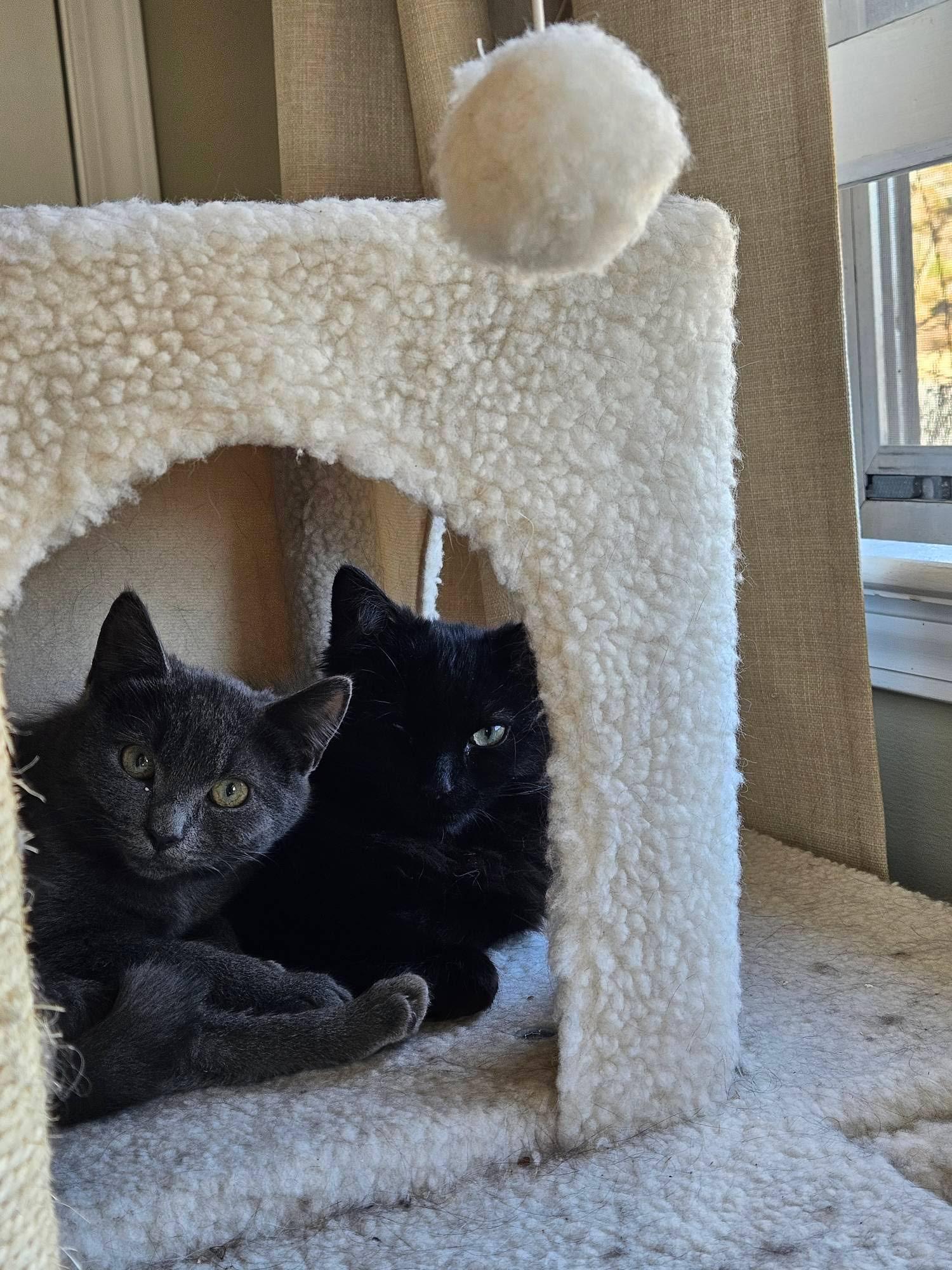 Enlarge Darcy, a Adoptable Domestic Short Hair in Maggie Valley, NC image 3/3