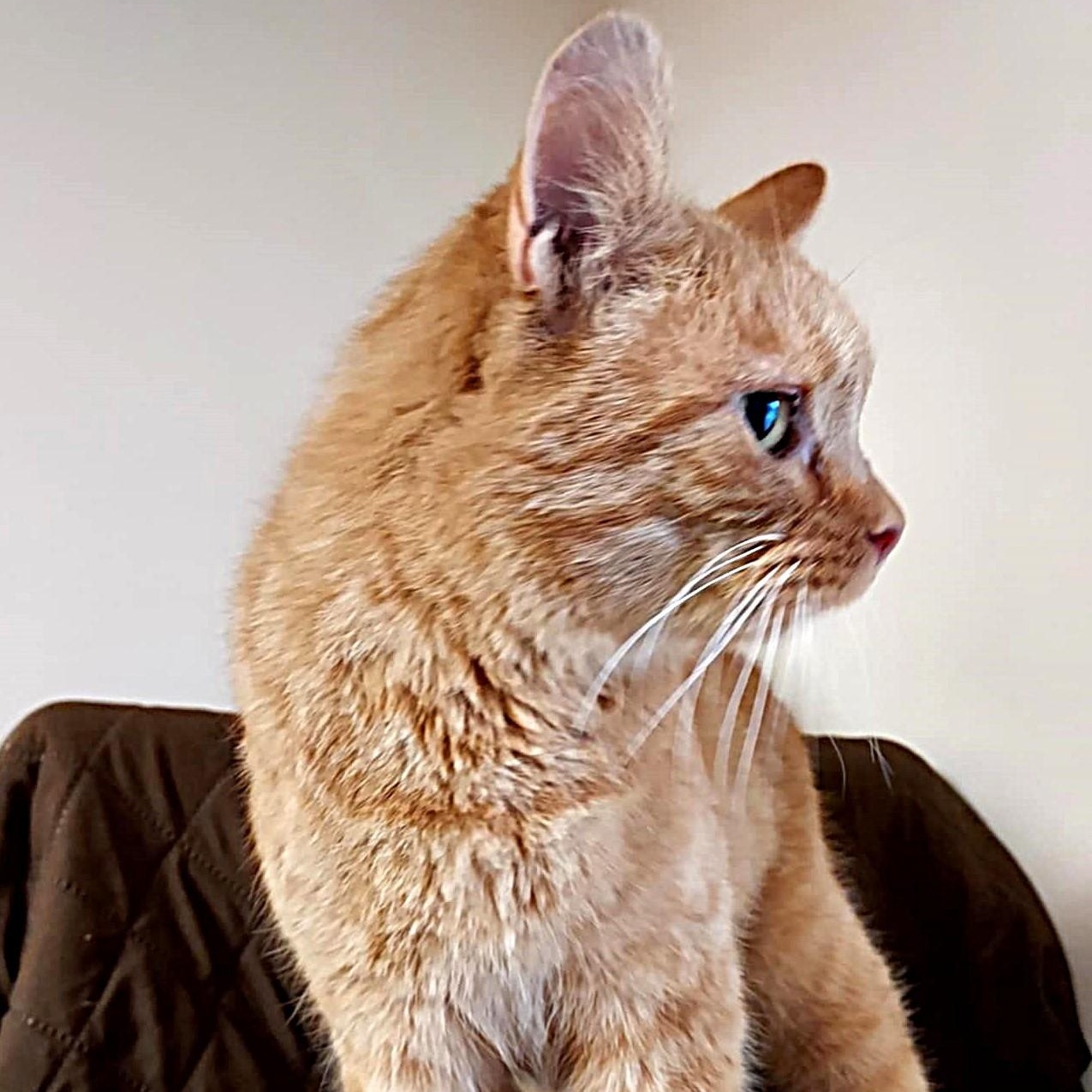 Enlarge Popeye, an adopted Domestic Short Hair in Falls Creek, PA image 2/5