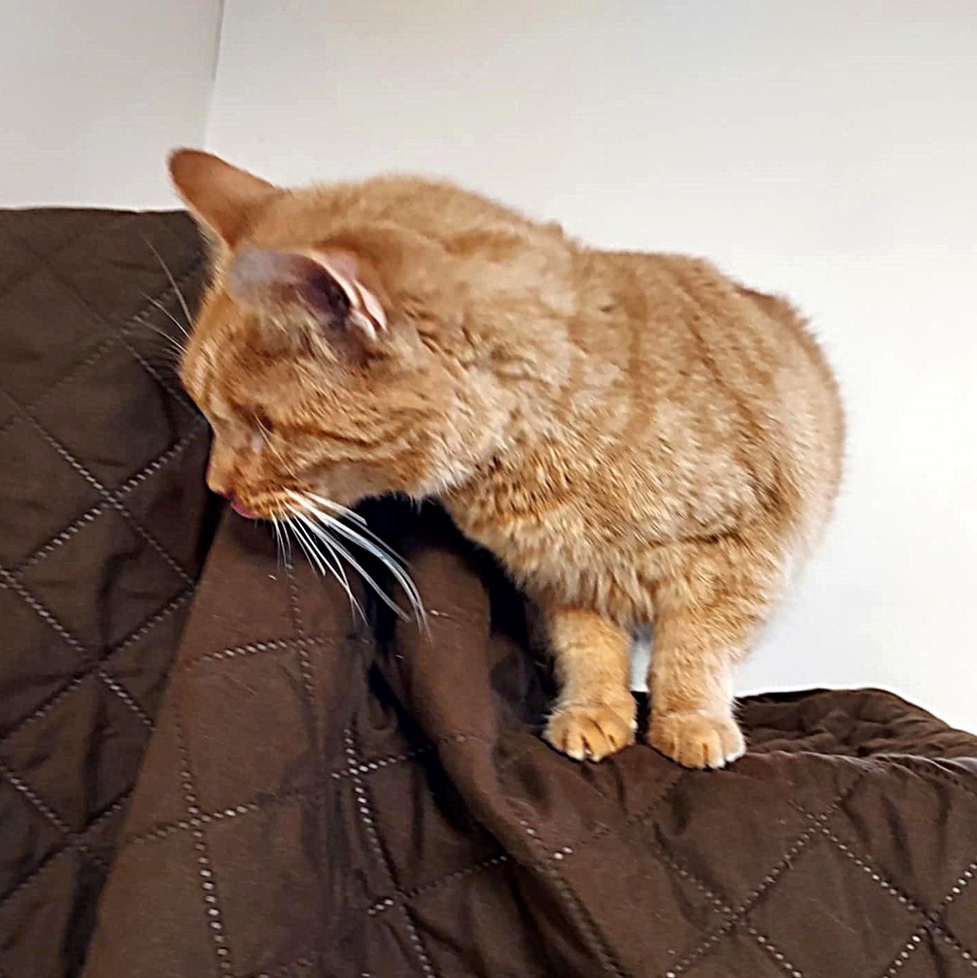 Enlarge Popeye, an adopted Domestic Short Hair in Falls Creek, PA image 3/5