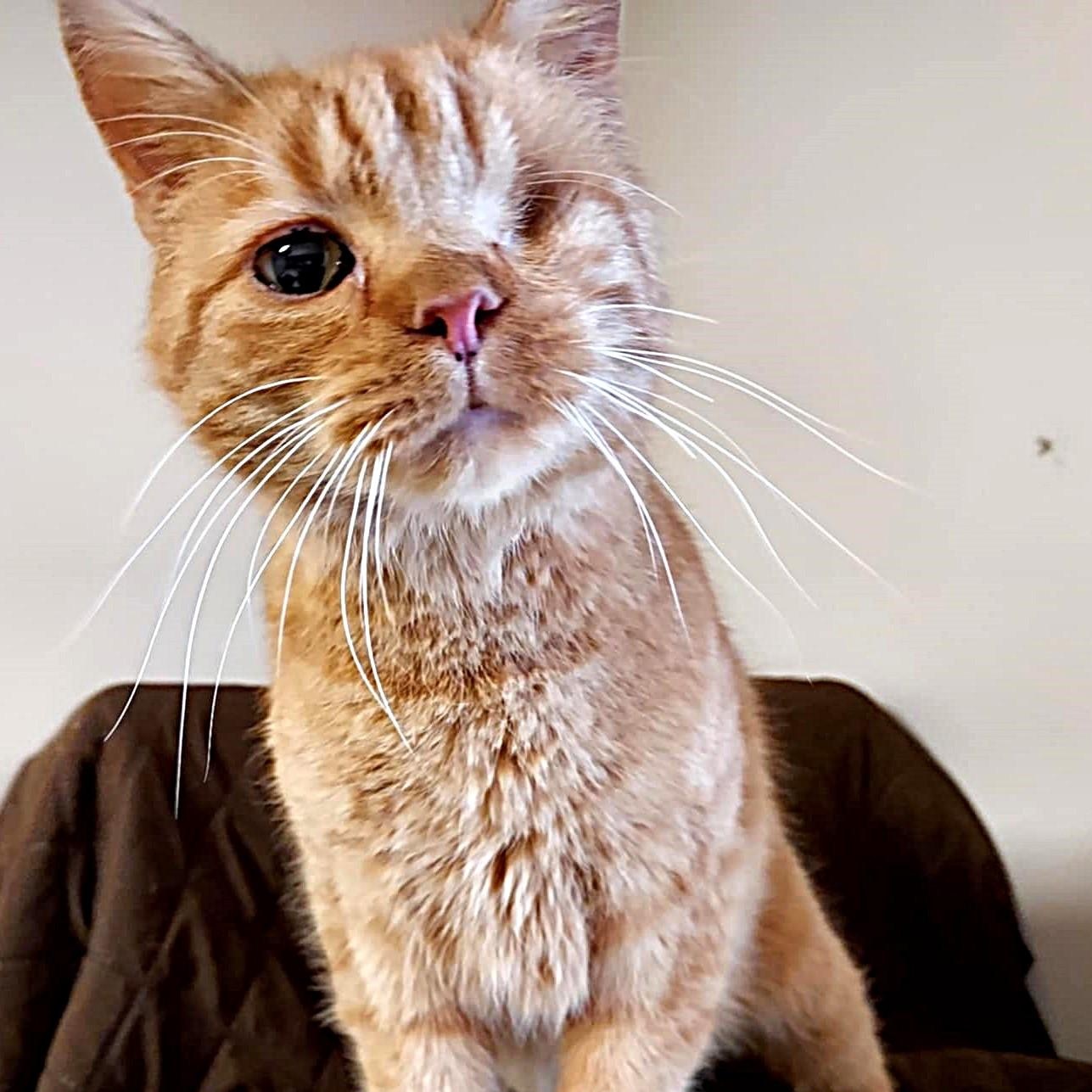 Enlarge Popeye, an adopted Domestic Short Hair in Falls Creek, PA image 5/5