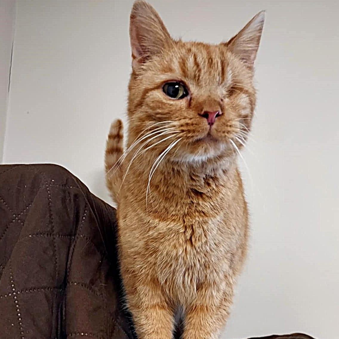 Popeye, adopted, Adult Male Domestic Short Hair.