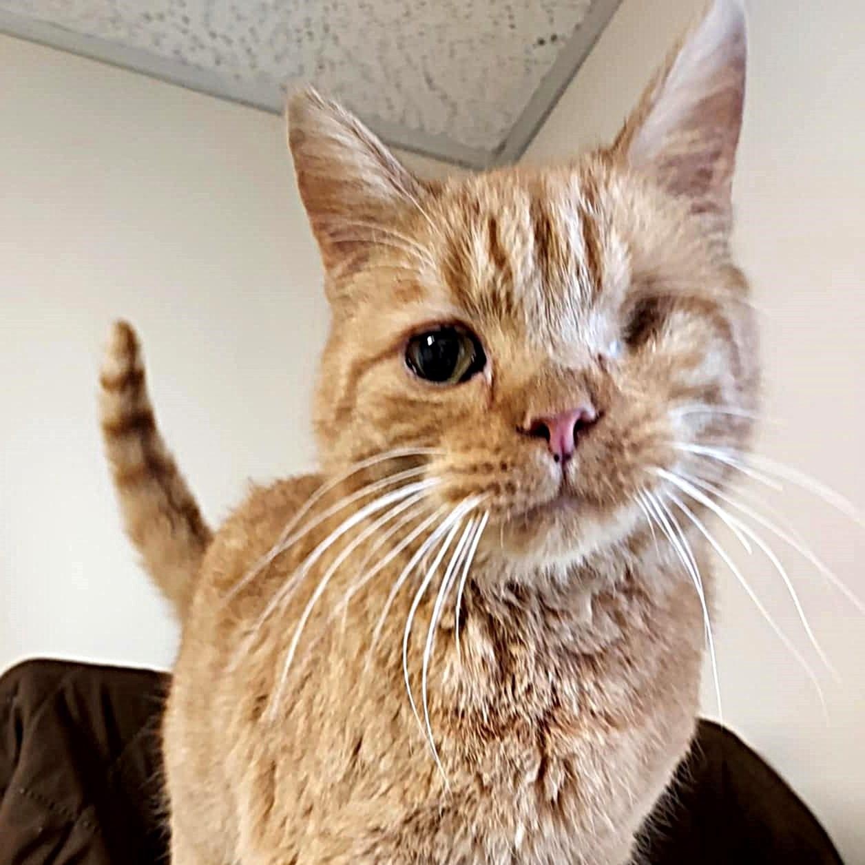 Enlarge Popeye, an adopted Domestic Short Hair in Falls Creek, PA image 4/5
