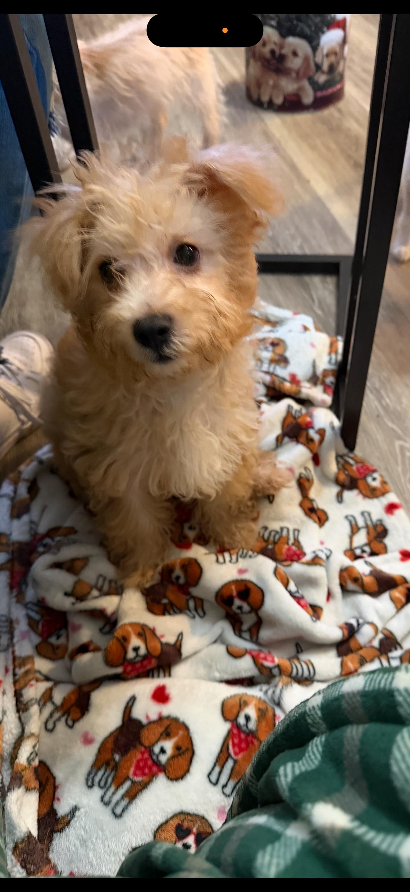 Enlarge Sammy, an adopted mixed breed in Oakdale, CA image 2/2