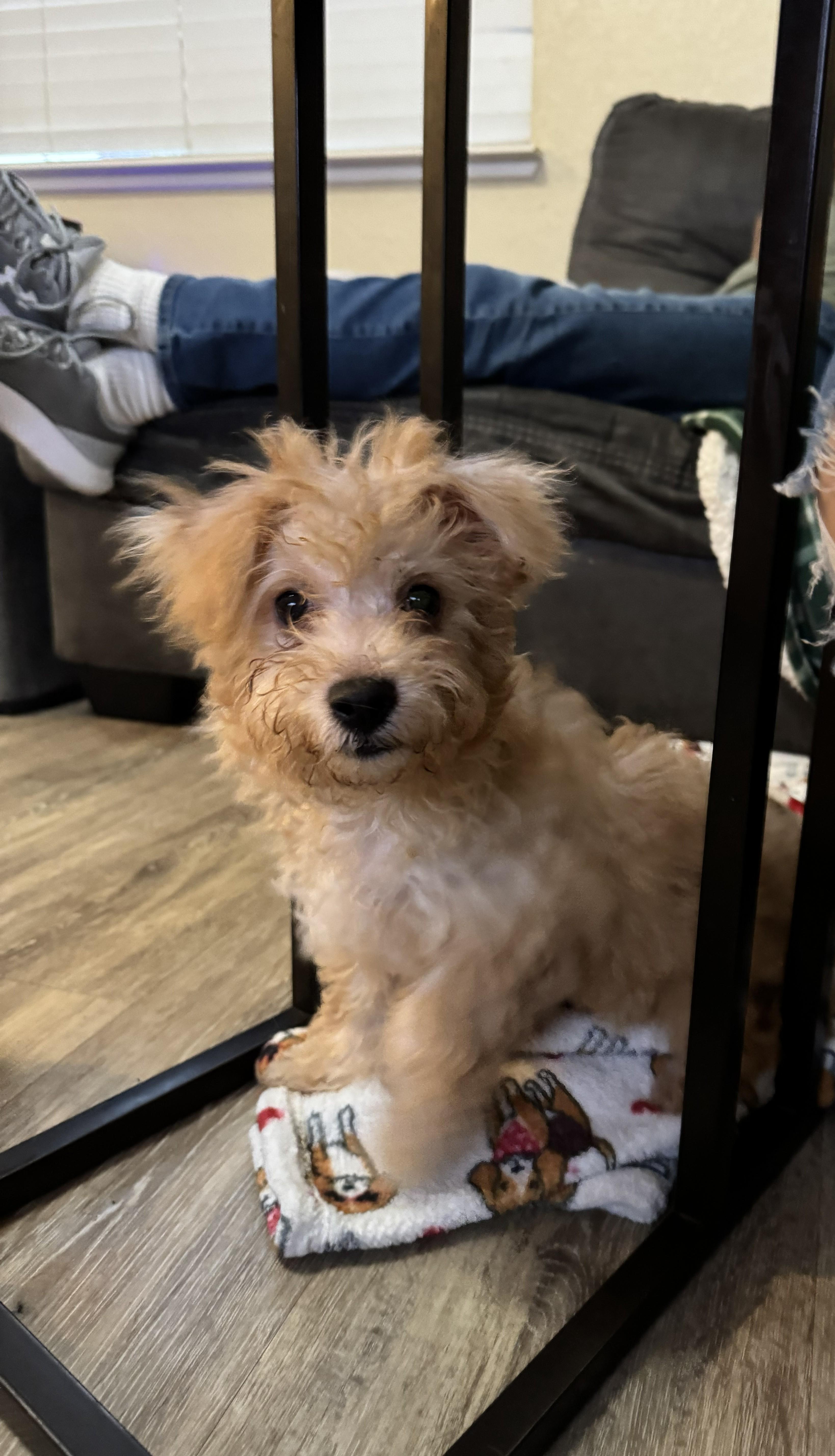 Enlarge Sammy, an adopted mixed breed in Oakdale, CA image 1/2