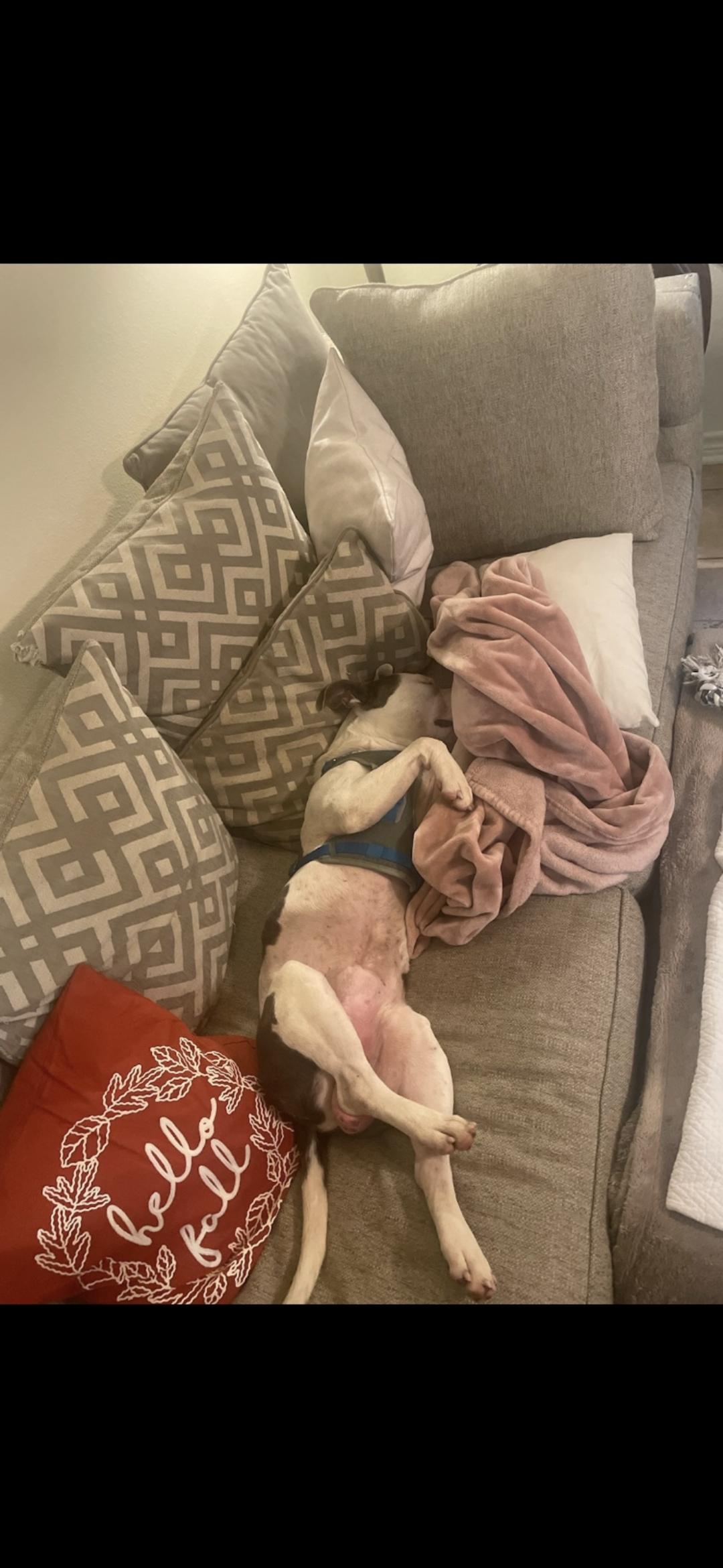 Ethan, Adoptable, Adult Male American Staffordshire Terrier.