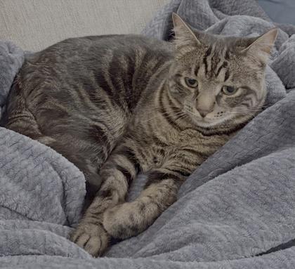 Miso, Adoptable, Adult Male Domestic Short Hair & Domestic Short Hair.