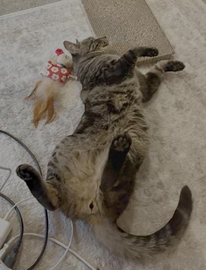 Enlarge Miso, a Adoptable Domestic Short Hair in Seattle, WA image 2/2