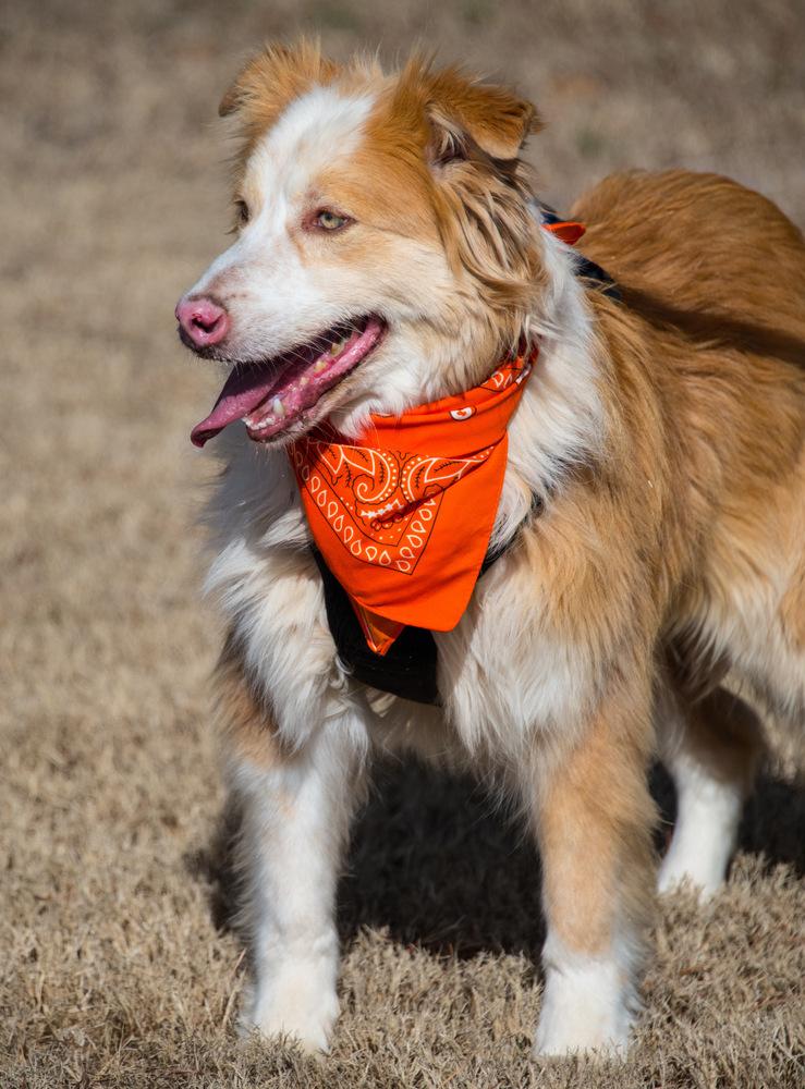 Ollie, Adoptable, Young Male Australian Shepherd.
