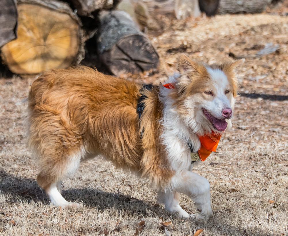 Enlarge Ollie, a Adoptable Australian Shepherd in Marietta, GA image 2/6
