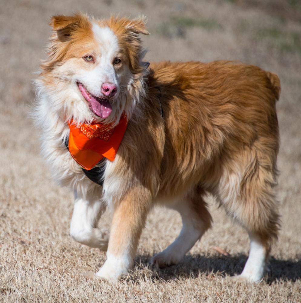 Enlarge Ollie, a Adoptable Australian Shepherd in Marietta, GA image 3/6
