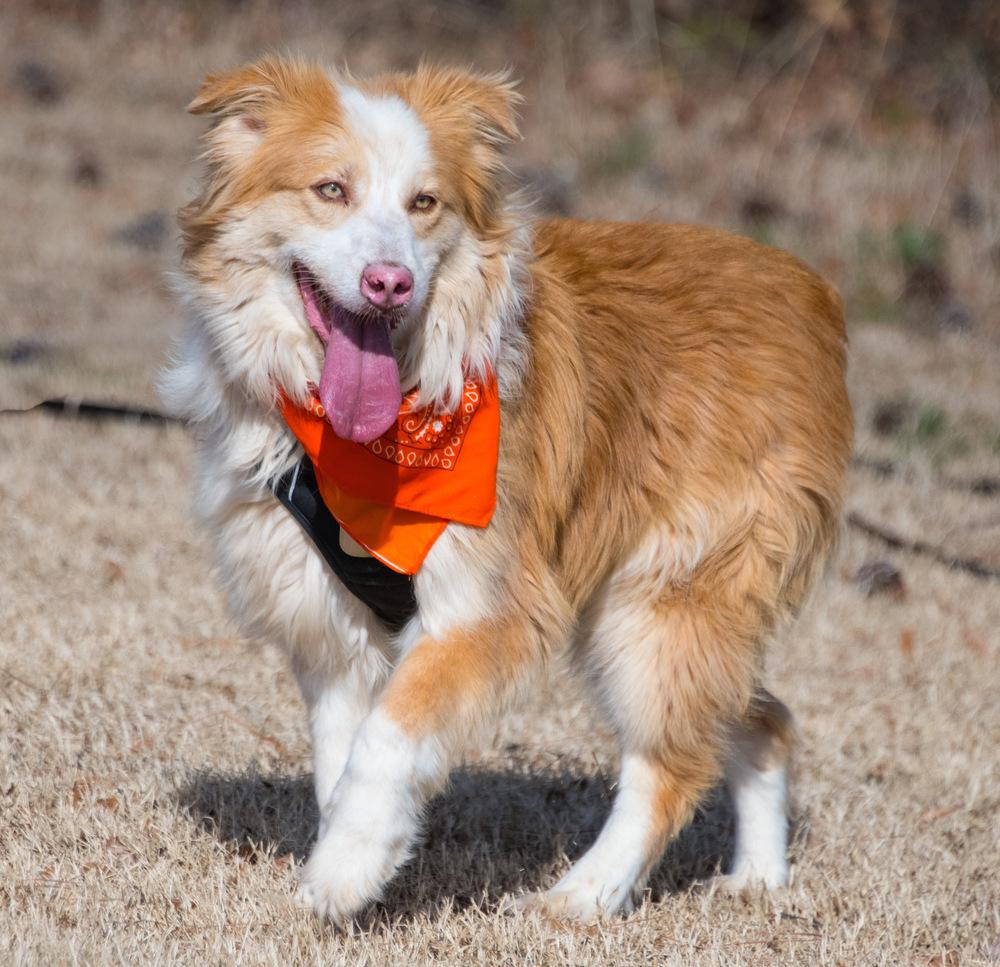 Enlarge Ollie, a Adoptable Australian Shepherd in Marietta, GA image 4/6