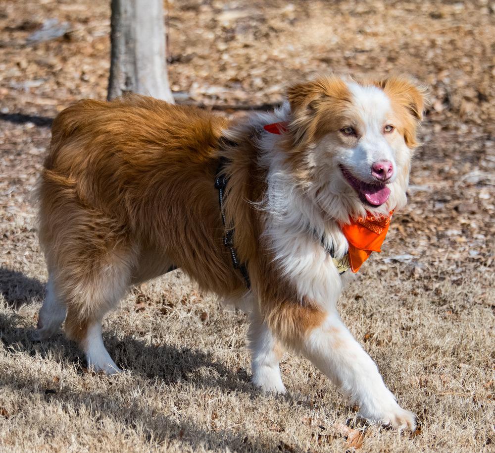Enlarge Ollie, a Adoptable Australian Shepherd in Marietta, GA image 5/6